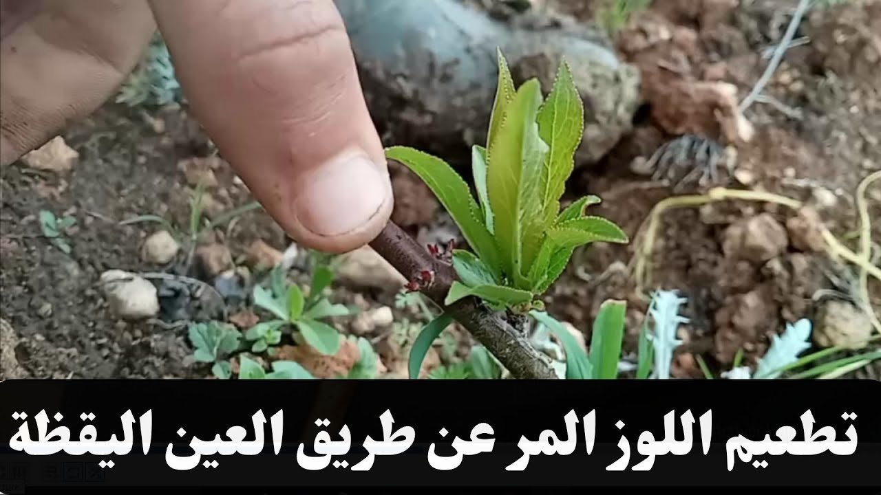 التطعيم الصيفي أو التطعيم بالعين اليقظة لأشجار اللوز /Grafting trees with buds in summer