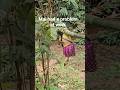 Mai encounters trouble in the forest. Please tune in to the channel to watch the full episode.