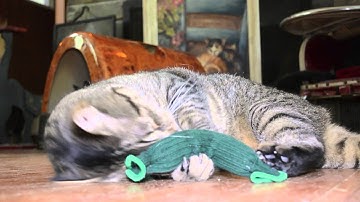 Organic Tipsy Nip Tickle Pickle (USA Made)