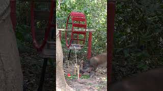 Best Quick Powerful Wild Pig Trap Make By Cart wheels shortsvideo