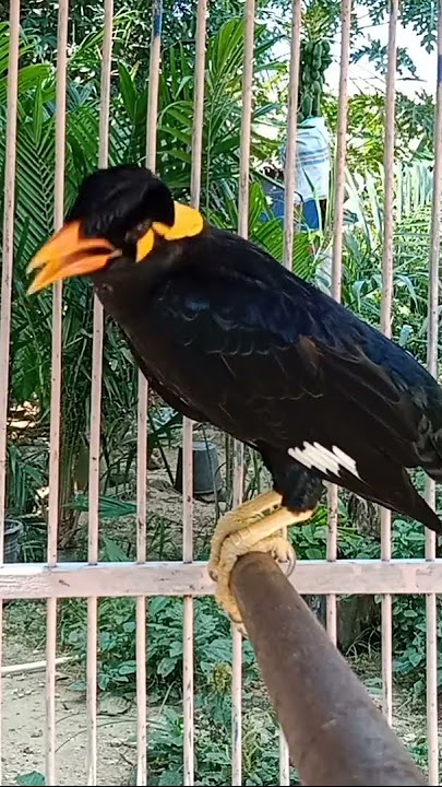 burung beo suara spesial sirene#shorts