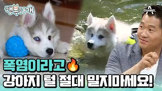 [#행복하개] 더위에 지친 강아지! 강형욱이 특별공개하는 여름 꿀팁⭐ #아기강아지 #강형욱