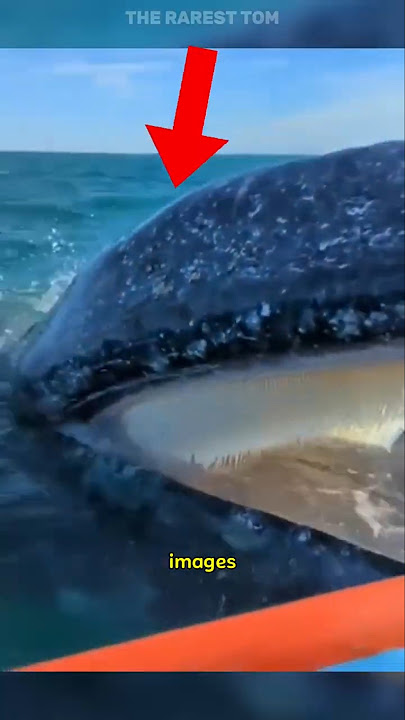 they got too close to this MONSTER...