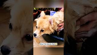 🐶 Scooby Hates Bath Time 😂🛁 | Funny Dog Bath Reaction | TheScoobyWhiskyShow #shorts #dog #pets