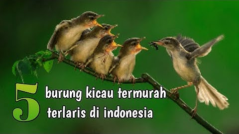 5 burung kicau termurah dan terlaris di indonesia