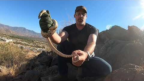 “San Diego Gopher Snake Release: Safely Releasing a Local Reptile into the Wild”