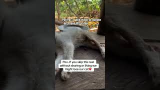 PayPal 🔗 link in bio to help and donate #cats #catrescue #uk #usa #germany
