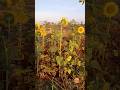 Sunflower | सूर्यफूल | #sunflower #सूर्यफूल #rambaghgarden  #navimumbai #sunflowers #shorts #short