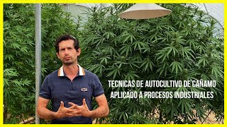 Autocultivo de Cañamo aplicado a procesos industriales   HD 720p