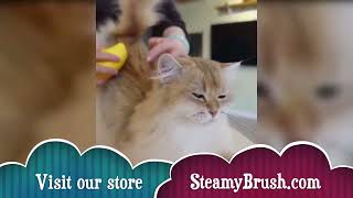 Viral Cat Steamy Brush Review 2023 by steamybrush 2,252 views 6 months ago 1 minute, 8 seconds