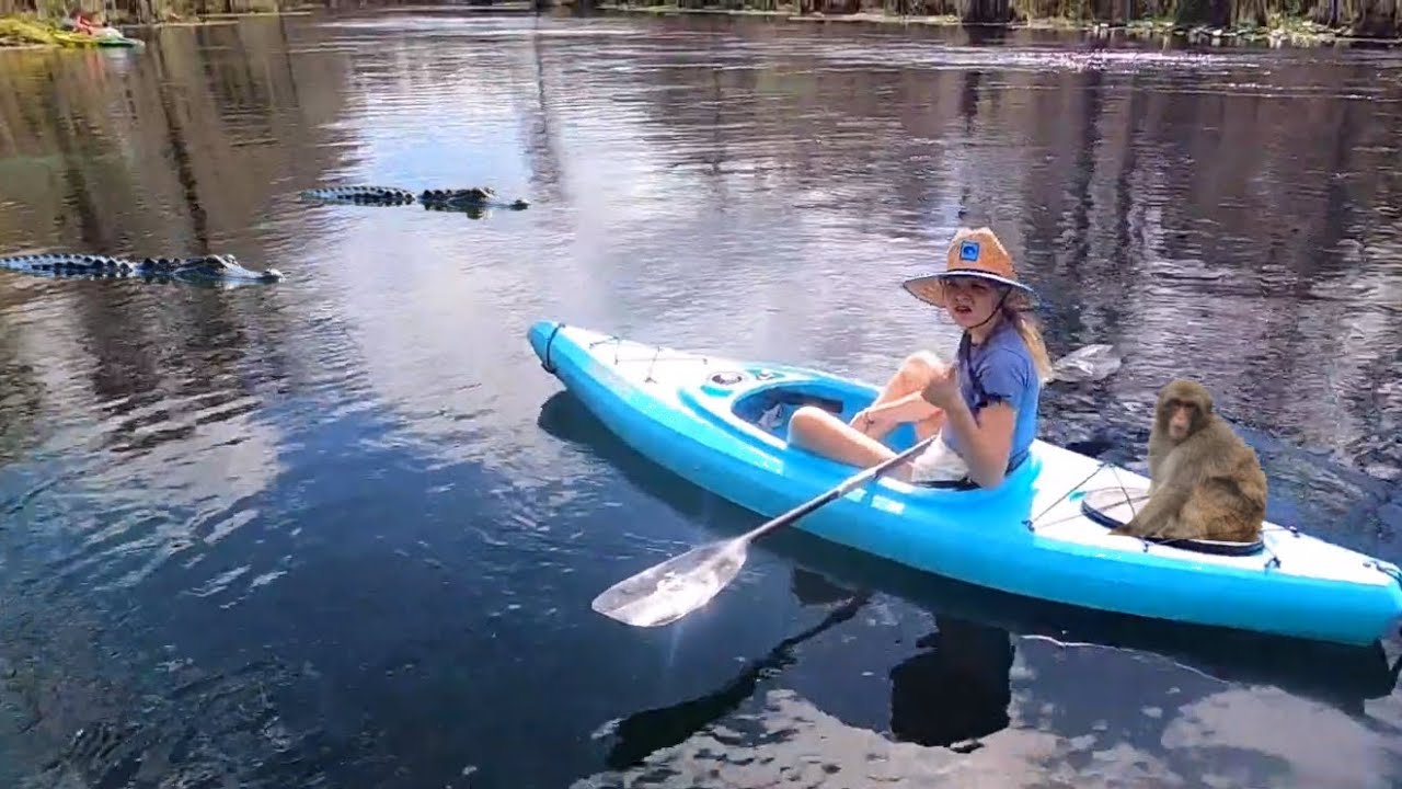 Are There Monkeys In Silver Springs Florida?