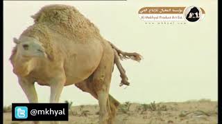 صدق الله العظيم (أفلا ينظرون إلى الإبل كيف خلقت) ‏ولادة الناقة مشهد من فيلم وثائقي