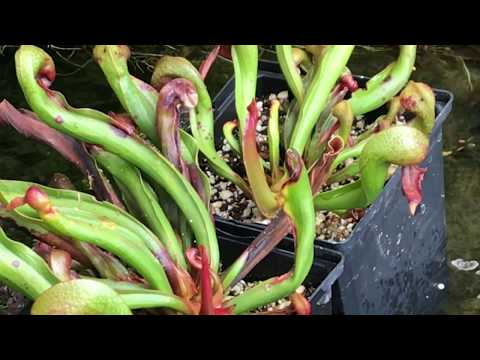 Video: Cobra Lily -tiedot - Cobra Lily -kannun kasvien kasvattaminen