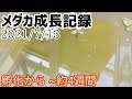 メダカ成長記録 2021/7/13 孵化から ~約4週間