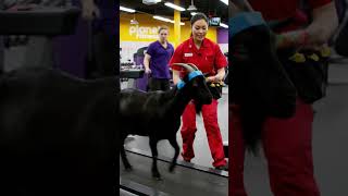 You Wont Believe Where They Found This Goat  shorts funny animals gym
