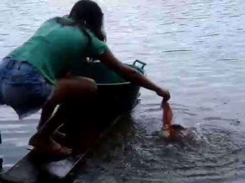 piranhas