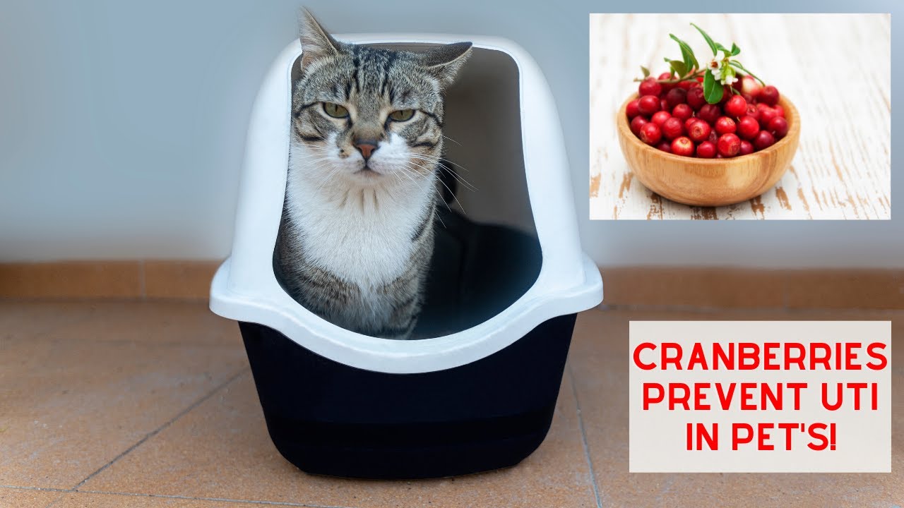 Cranberries to PREVENT UTI's in your Pets! YouTube