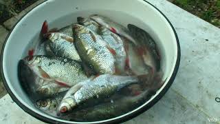 12 Как Солить Рыбу И Как Сушить Рыбу Вкусный Рецепт Воблы // Russia Volga Fishing
