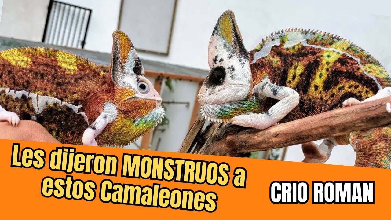 ¡Llamaron monstruos a estos camaleones y fuimos a verlos! 🦎🔥 | Visita a CRIO ROMAN (Parte 1)