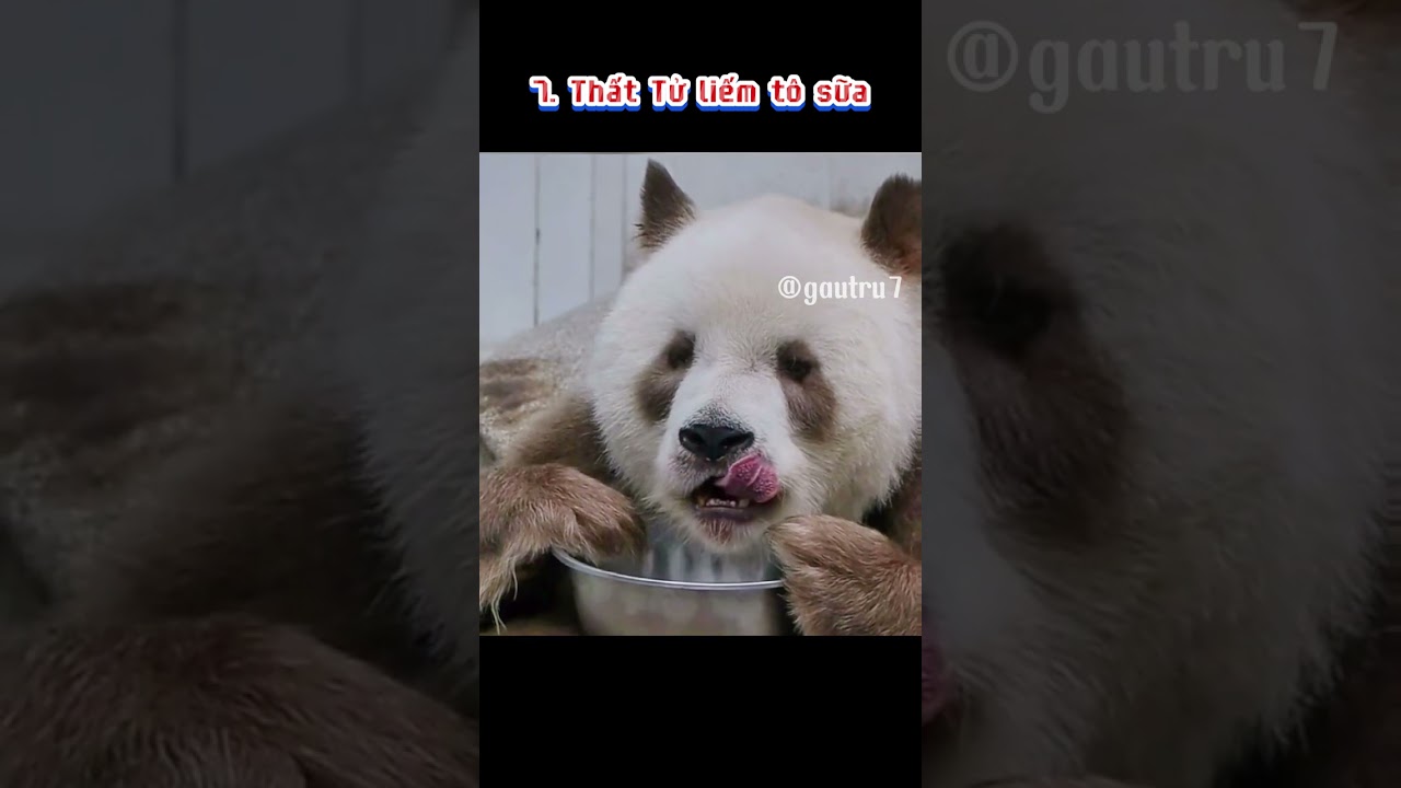 Khoảng khắc Pandabiz tập 1: Thất Tử - Qizai 