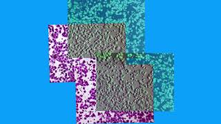 397CEC9E45DE52072484EA1EA73718#1