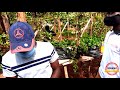 Straw berries farming in Uganda - Sssenge farm tour
