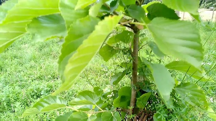 Je plante un KAKI FUYÛ en conteneur ha euh non, en racines nues 