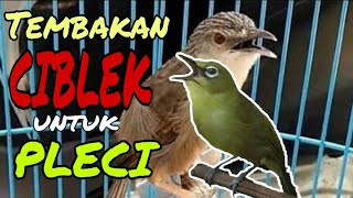 Masteran Pleci Tembakan Ciblek