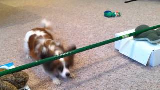 Mr. Smuggles' Limbo Training.
