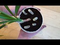 Growing Dracaena Cuttings