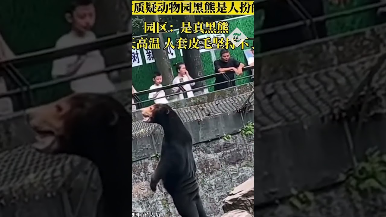 Chinese zoo denies its sun bears are humans dressed in costumes