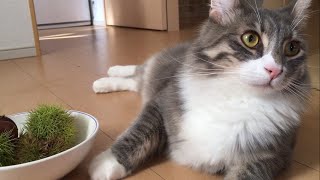 初めてイガ栗を見た猫 ノルウェージャンフォレストキャット For the first time saw the chestnut. Norwegian Forest Cat.