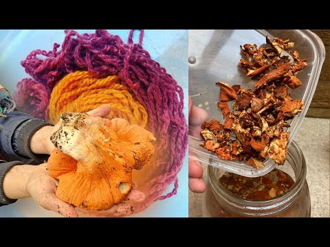 How to Dye with Lobster Mushrooms aka Hypomyces lactifluorum