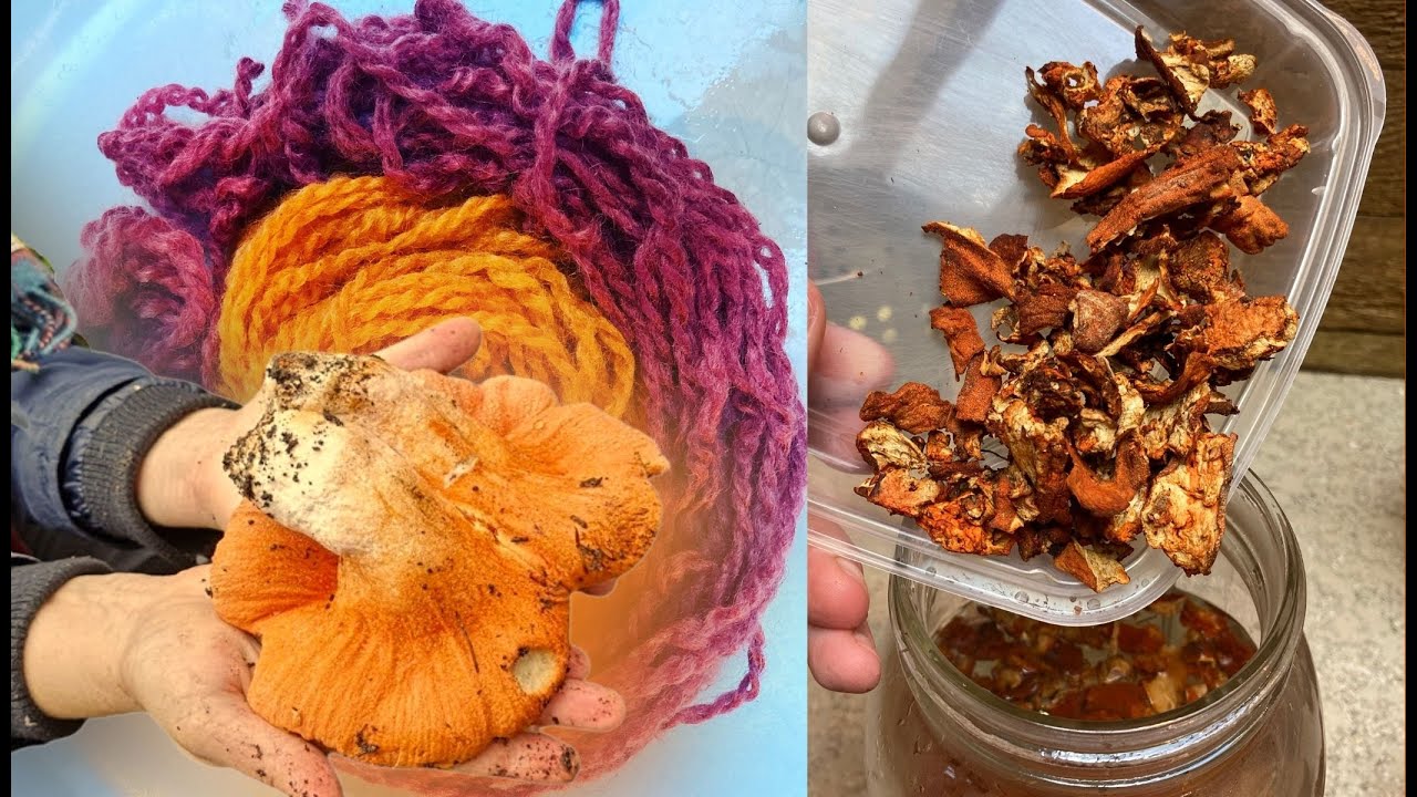 How to Dye with Lobster Mushrooms I Hypomyces lactifluorum 