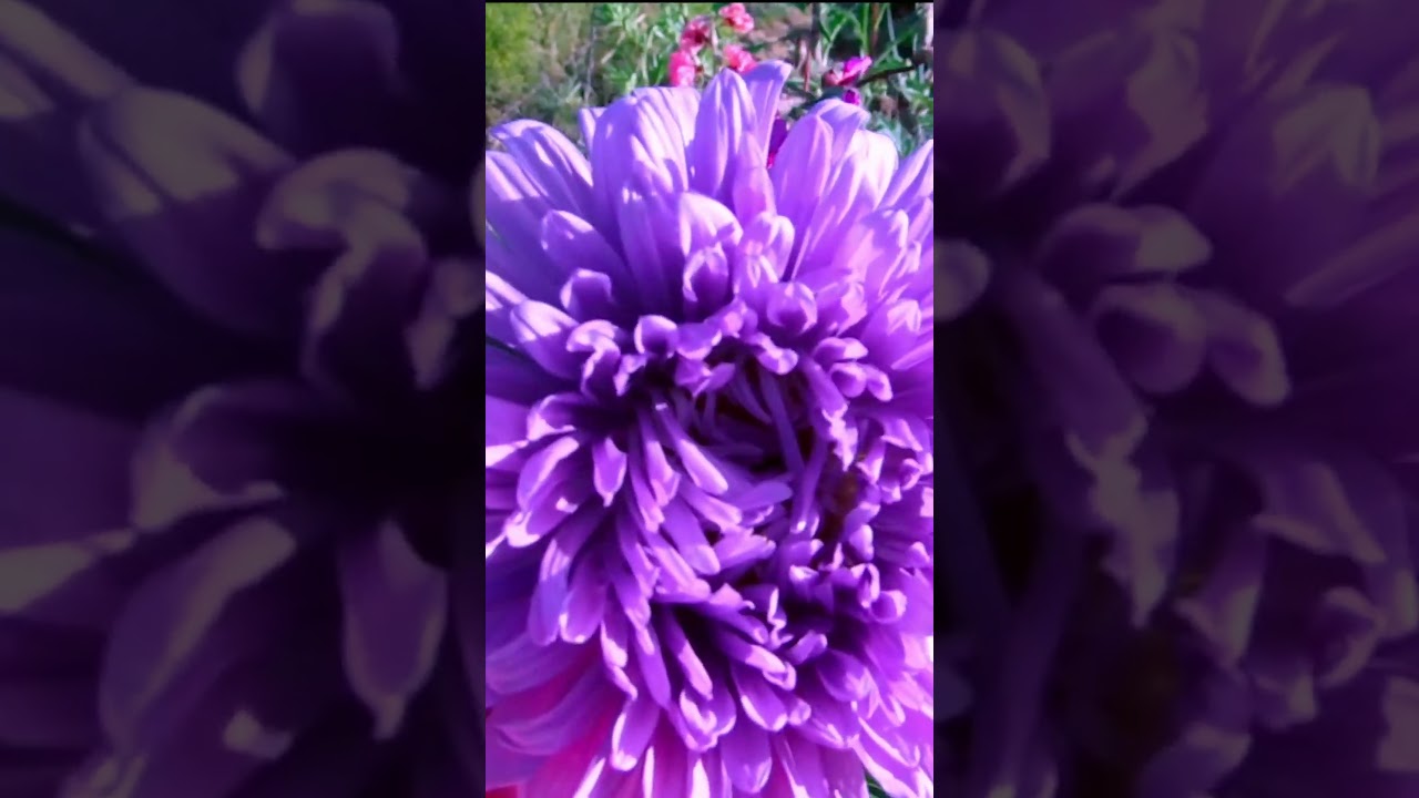 Purple Crego aster update 