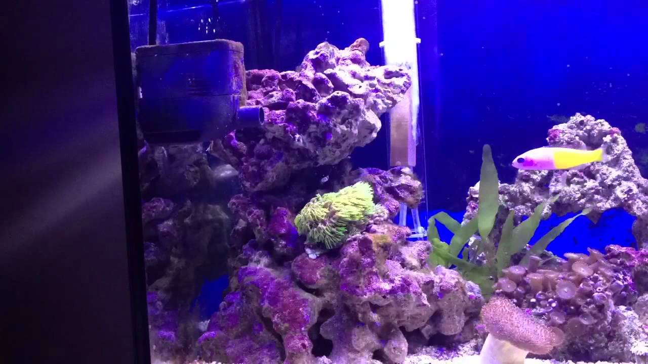 Clavularia timelapse