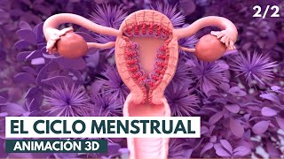 El ciclo menstrual | Animación 3D