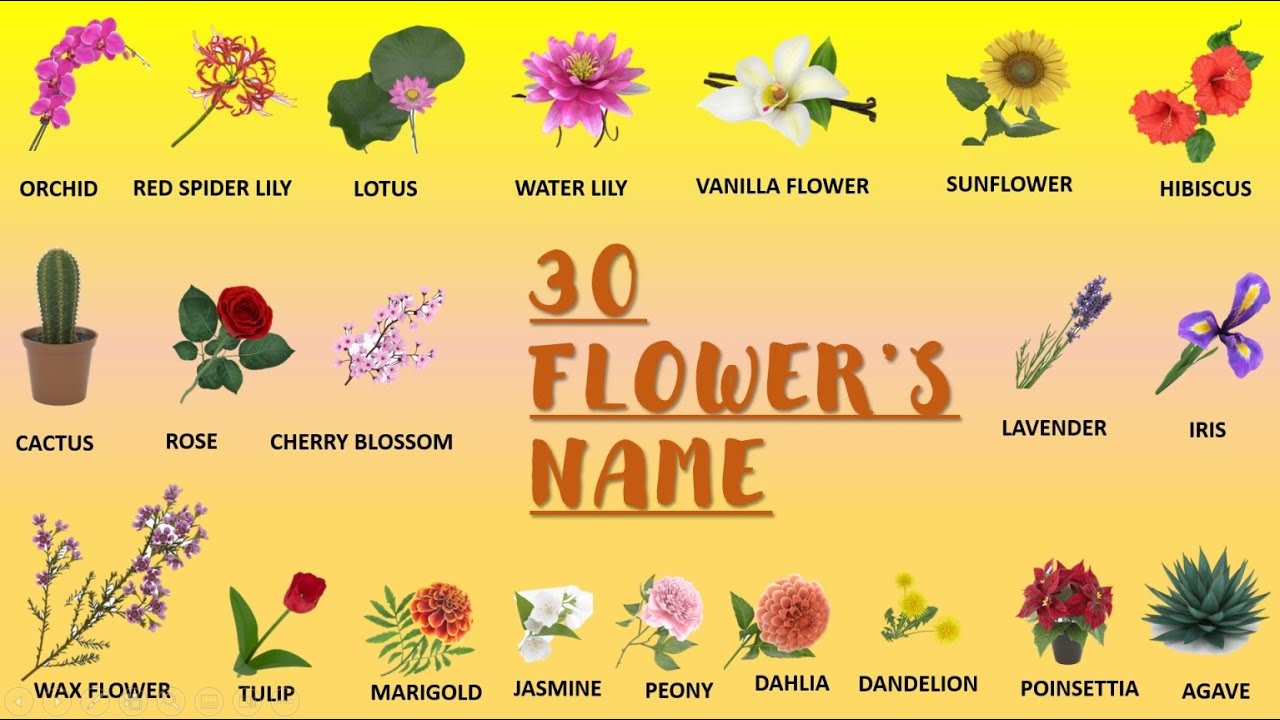 animated flowers name for kids flower name in english flower name