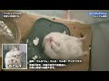 うちのハムスター達の1回だけ見たことある謎の行動まとめ。