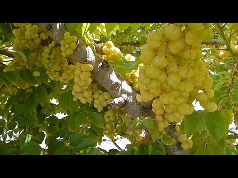 Video: Wat is Cermai Fruit - Informatie over het gebruik van Otaheite-kruisbessen