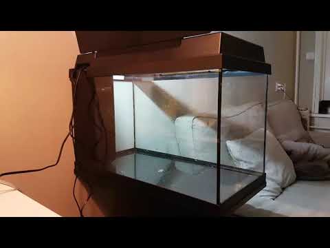 Video: 5 Tips voor het starten van een zoetwateraquarium: buiten de installatiehandleiding