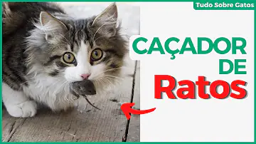 O que fazer quando um gato come um rato?