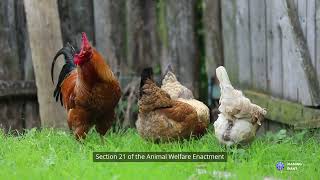 Malaysian Police Bust Illegal Cockfighting Ring, Arrest Seniors