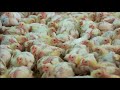 Chicken meat production.   BBC Countryfile