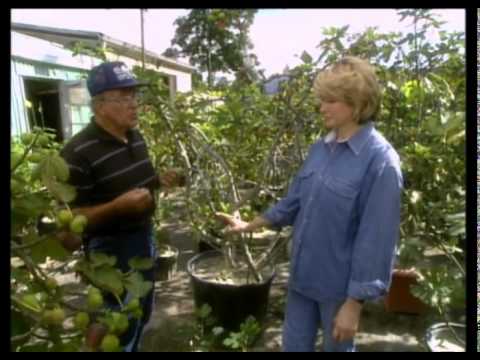 Video: Martha's Chewy Fig Barer