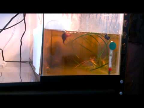 Bettas Spawning - The Embrace