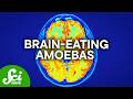How Worried Do You Need To Be About Brain Eating Amoebas thumbnail