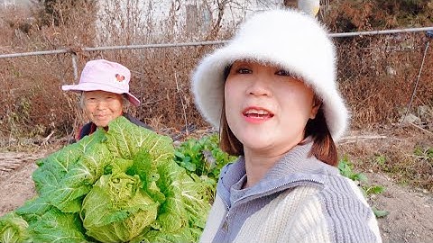 #T258🇰🇷 Thu Hoạch Bội Thu Vườn Cải Thảo Bắp Siêu To Để Làm Kim Chi