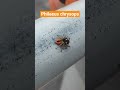 jumping #spider Philaeus chrysops