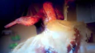 Turkey Twerking Vine